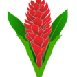 Samoa Logo